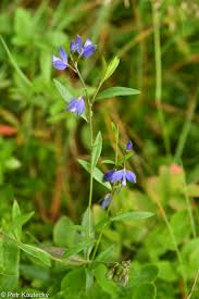Attēlu rezultāti vaicājumam “Polygala vulgaris leaf”