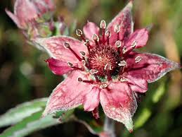 Attēlu rezultāti vaicājumam “Comarum palustre flower”