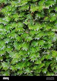 Attēlu rezultāti vaicājumam “Fissidens adianthoides”