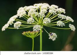 Attēlu rezultāti vaicājumam “Anthriscus sylvestris flower”