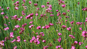 Image result for Dianthus carthusianorum