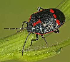 Attēlu rezultāti vaicājumam “Eurydema oleracea”