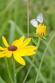 Attēlu rezultāti vaicājumam “Rudbeckia hirta var. hirta flower”