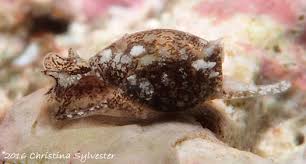 Attēlu rezultāti vaicājumam “Cephaloziella hampeana”