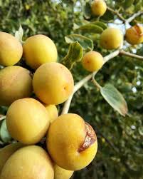 Attēlu rezultāti vaicājumam “Cynosurus cristatus fruit”