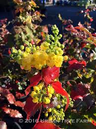 Attēlu rezultāti vaicājumam “Mahonia aquifolium”