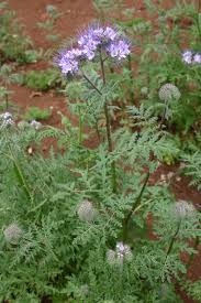 Image result for Phacelia