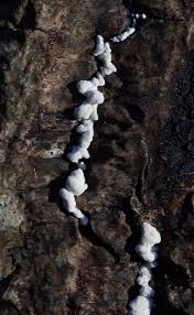 Attēlu rezultāti vaicājumam “Phleogena faginea stalked”