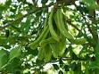 carob pronunciation