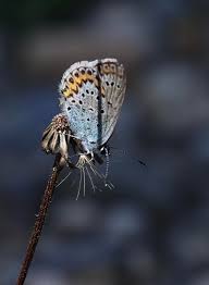 Attēlu rezultāti vaicājumam “Plebejus idas”