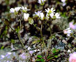 Attēlu rezultāti vaicājumam “Erophila verna flower”