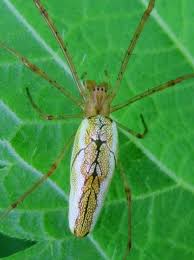 Attēlu rezultāti vaicājumam “Tetragnatha montana”