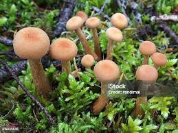 Attēlu rezultāti vaicājumam “Lycogala cf. oleocrystalliferum macro”