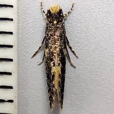 Attēlu rezultāti vaicājumam “Monopis weaverella”