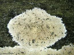 Attēlu rezultāti vaicājumam “Steccherinum fimbriatum”