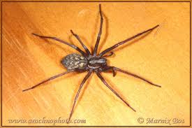 Attēlu rezultāti vaicājumam “Agelenidae”