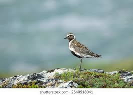 Attēlu rezultāti vaicājumam “Pluvialis apricaria adult”