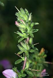 Attēlu rezultāti vaicājumam “Ononis arvensis”