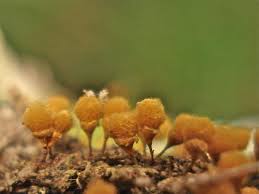 Attēlu rezultāti vaicājumam “Hemitrichia decipiens stalked”