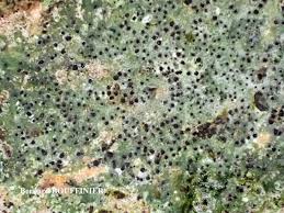 Attēlu rezultāti vaicājumam “Verrucaria hydrela”