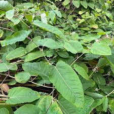 Attēlu rezultāti vaicājumam “Reynoutria sachalinensis”