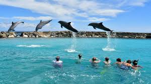 Image result for Belfairs Dolphins Snorkelling Club
