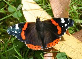 Attēlu rezultāti vaicājumam “Vanessa atalanta”