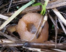 Attēlu rezultāti vaicājumam “Peziza vesiculosa”