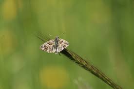 Attēlu rezultāti vaicājumam “Carcharodus floccifera upperside”
