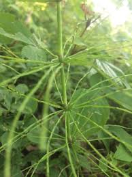 Attēlu rezultāti vaicājumam “Equisetum pratense”