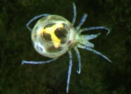 Attēlu rezultāti vaicājumam “Acari”