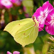 Attēlu rezultāti vaicājumam “Gonepteryx rhamni male”