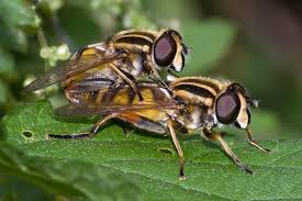 Attēlu rezultāti vaicājumam “Helophilus sp.”