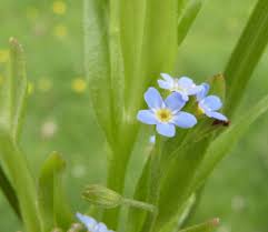 Attēlu rezultāti vaicājumam “Myosotis laxa subsp. baltica flower”