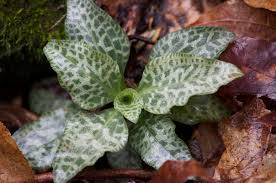 Attēlu rezultāti vaicājumam “Goodyera repens leaf”