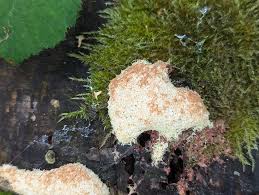 Attēlu rezultāti vaicājumam “Fuligo septica var. candida”