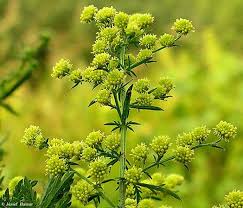 Image result for Artemisia annua
