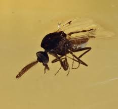 Attēlu rezultāti vaicājumam “Nematocera”