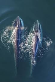 Image result for Balaenoptera physalus
