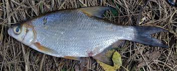 Image result for Blicca bjoerkna