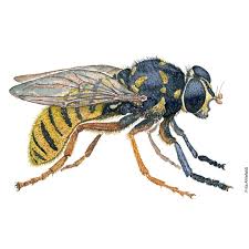 Attēlu rezultāti vaicājumam “Temnostoma vespiforme”