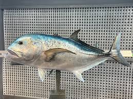 Image result for Caranx ignobilis
