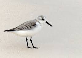 Attēlu rezultāti vaicājumam “Calidris alba adult”