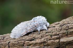 Attēlu rezultāti vaicājumam “Cerura vinula”