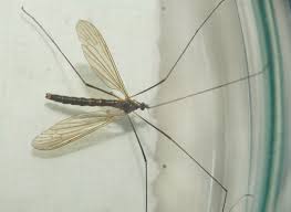 Attēlu rezultāti vaicājumam “Grypocoris sexguttatus imago”