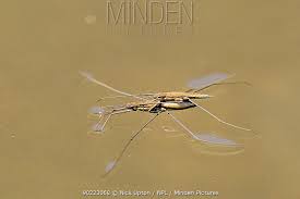 Attēlu rezultāti vaicājumam “Aquarius najas”