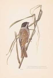 Attēlu rezultāti vaicājumam “Emberiza schoeniclus”