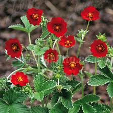 Attēlu rezultāti vaicājumam “Potentilla arenaria flower”