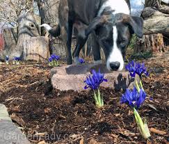 Attēlu rezultāti vaicājumam “Iris reticulata flower”
