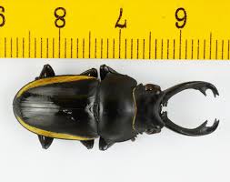 Attēlu rezultāti vaicājumam “Lucanidae”